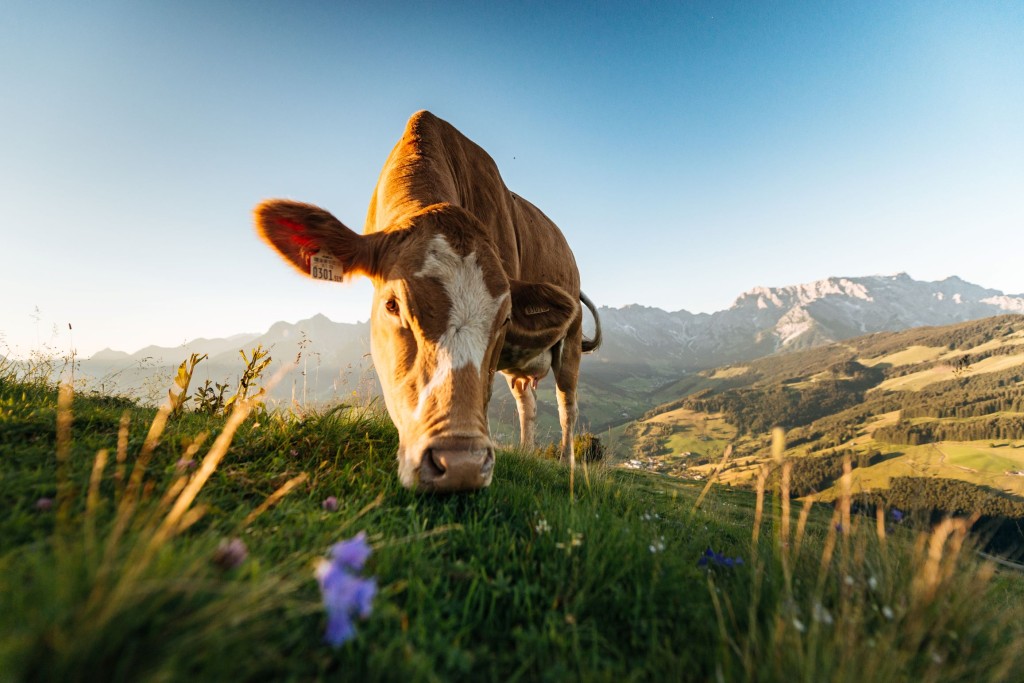 Kuh frist genussvoll Gras auf der Almwiese © Hochkönig Tourismus GmbH_Christian Schartern
